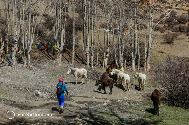 Horses in Mustang have a respectable reputation for their strength