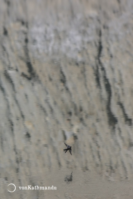 Wagtail bird in flight over Gangapurna Lake