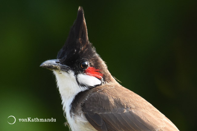 An exotic bird in Bardia