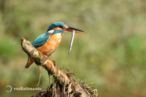 A kingfisher with its freshly caught meal sitting on a branch in the river bank