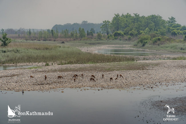 Spotted deer on the banks of Karnali river channel, seen inside Bardia National Park