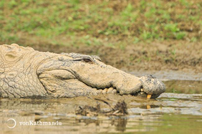 Mugger crocodile chitwan national park wildlife trip Adventures in Himalayas Nepal vonKathmandu.