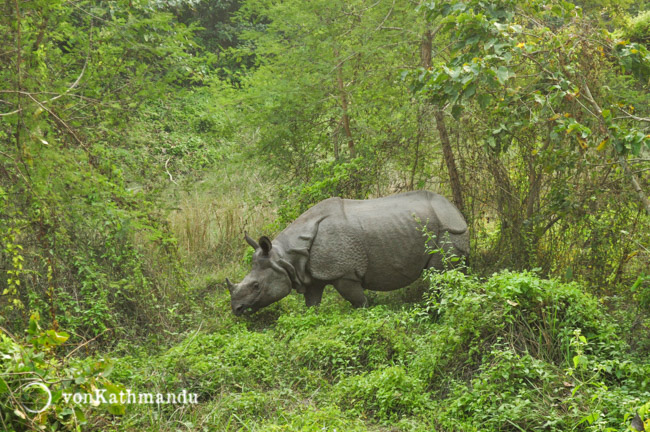 The endangered one horned rhinoceros chitwan national park wildlife trip Adventures in Himalayas Nepal vonKathmandu.