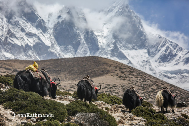 Yaks strolling with the giant Lhotse mountain in the backdrop