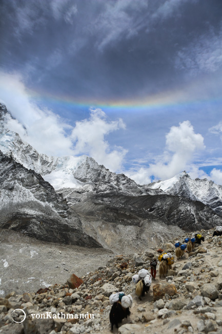 Yaks heading to lower altitudes, back from Everest Base Camp.