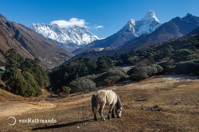Horse grazing in Tengboche, on the horizon are Everest, Lhotse and Ama Dablam mountains