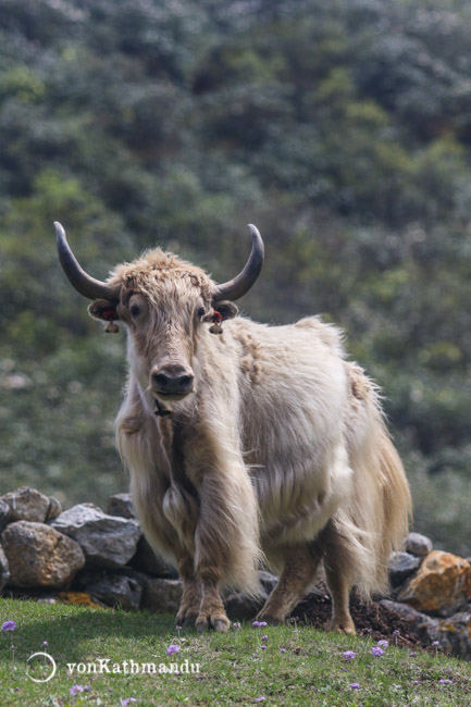 Yaks are commonly used for their wool, milk, meat and hide. Yak cake, dried yak dung, is used as fuel in the kitchen