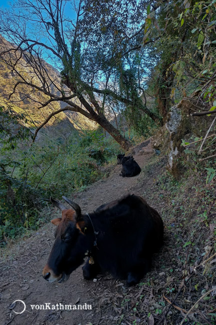 Cows resting on the trails to Bamboo