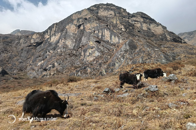 Yaks grazing in the highland pastures of Langtang