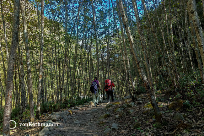 Trekkers walking on forested trails