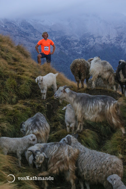 Sheep along with yaks are common on  the trek