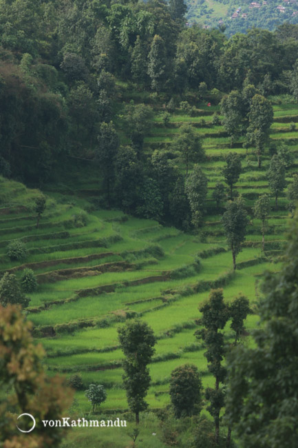 Terraced fields in the countryside of Pokhara Valley