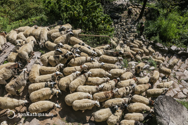 Herd of sheep heading down Ulleri