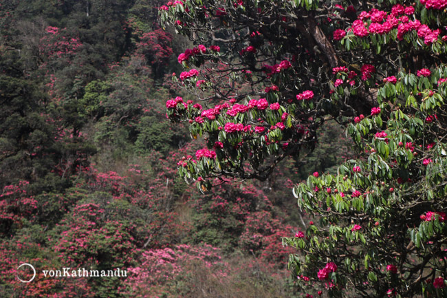 Rhododendron or Laliguras is the national flower of Nepal, and blooms in spring, painting entire forests red
