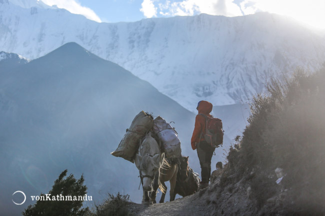Horses carrying goods to Tilicho Base Camp
