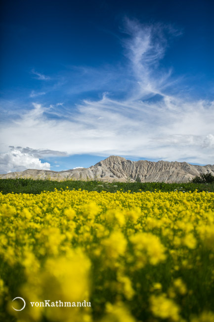 Mustard fields and arid mountains in Upper Mustang