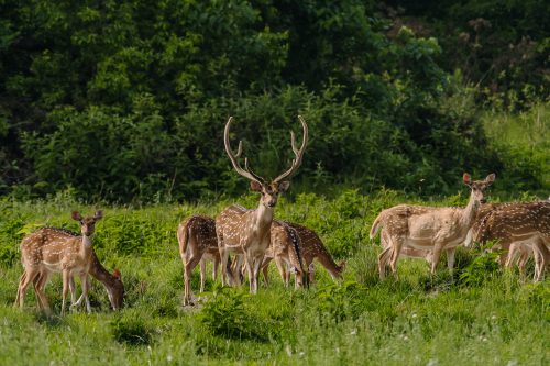 Bardia Wildlife Trip – Nepalgunj to Nepalgunj