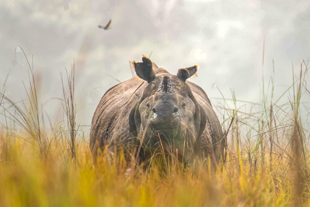 One-horned Rhinoceros