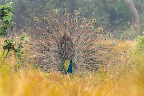 Chitwan National Park Comfort Trip